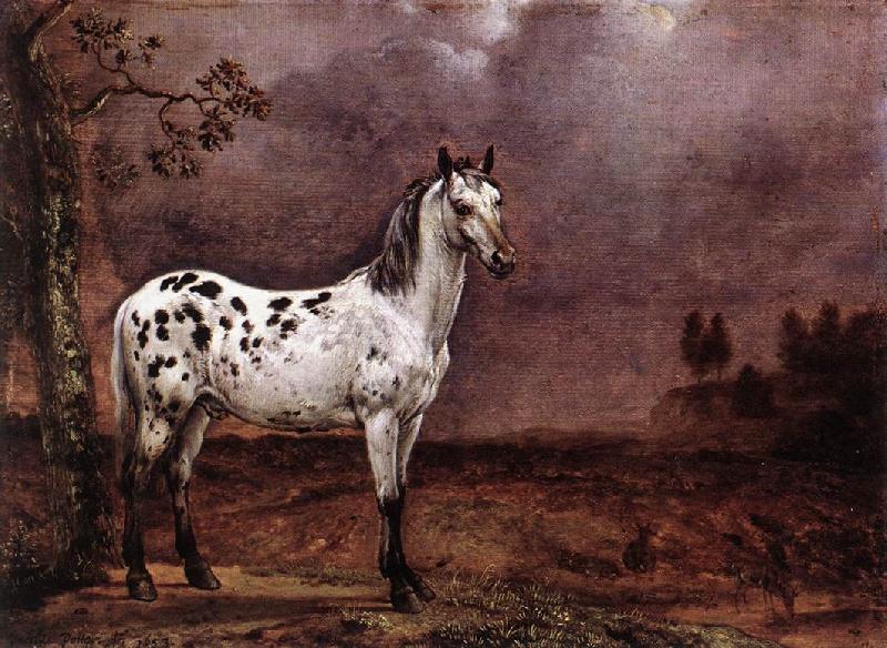 POTTER, Paulus The Spotted Horse af oil painting image